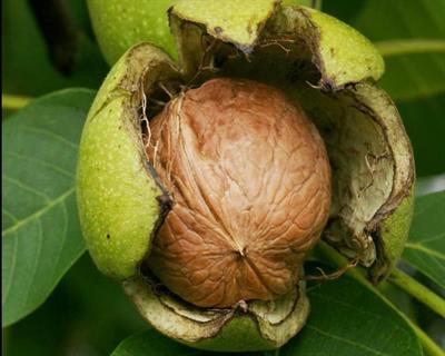 Juglans regia